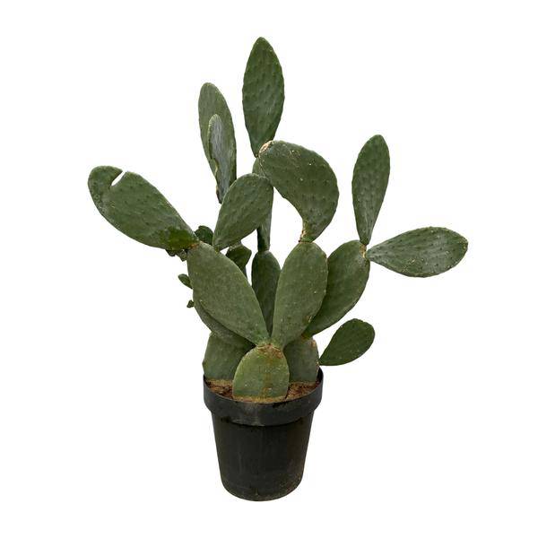 Oasis of Life - Wholesale Succulent - Opuntia Ficus Indica – Prickly Pear Cactus – Large Indoor & Garden Plant – ↕140cm – Ø50cm – Low-Maintenance Cactus with Yellow Flowers – Succulent for Sunny Locations0