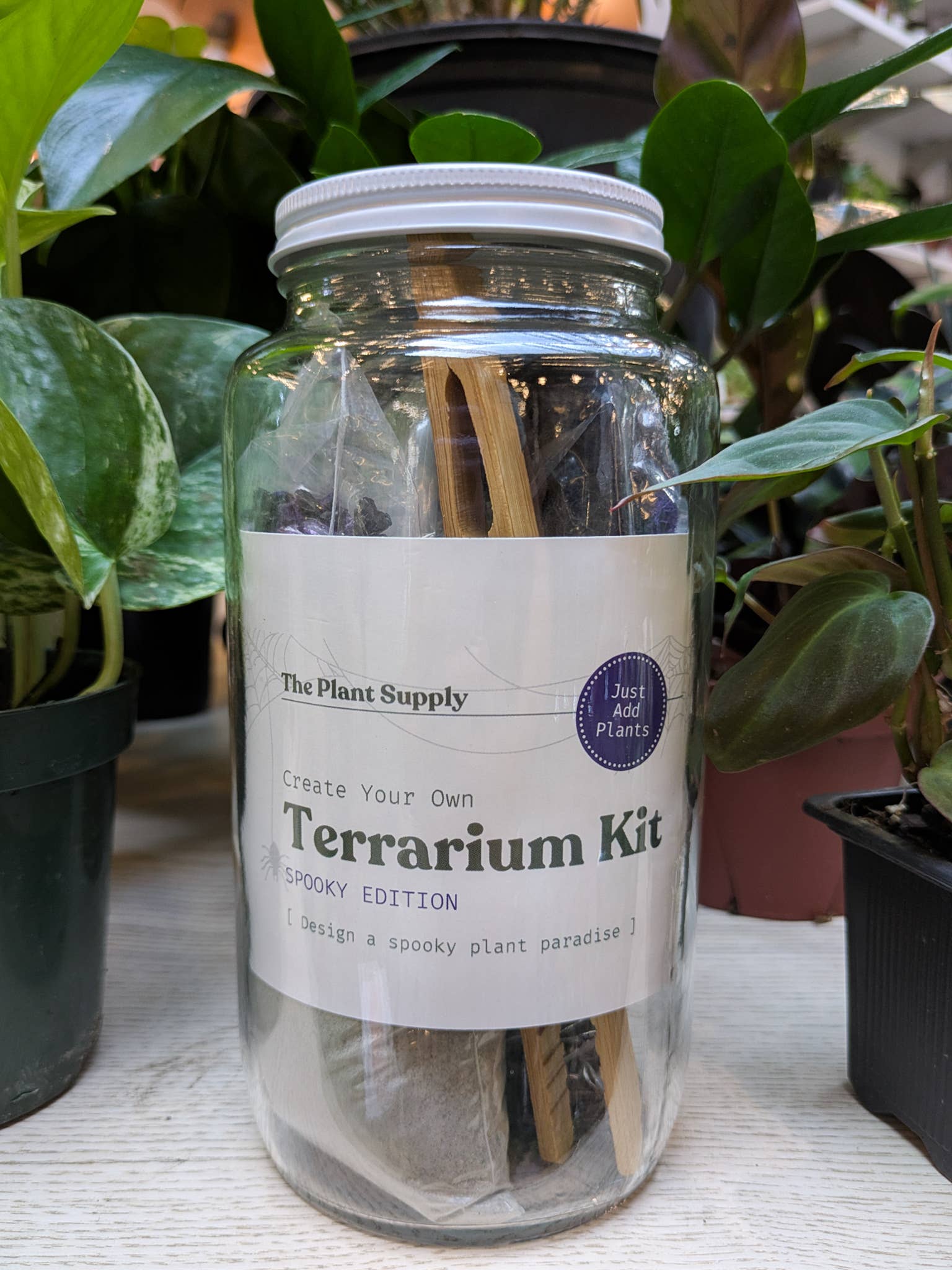 The Plant Supply - Wholesale DIY Craft Kit - Halloween DIY Terrarium | Fall Plant Craft Kit3