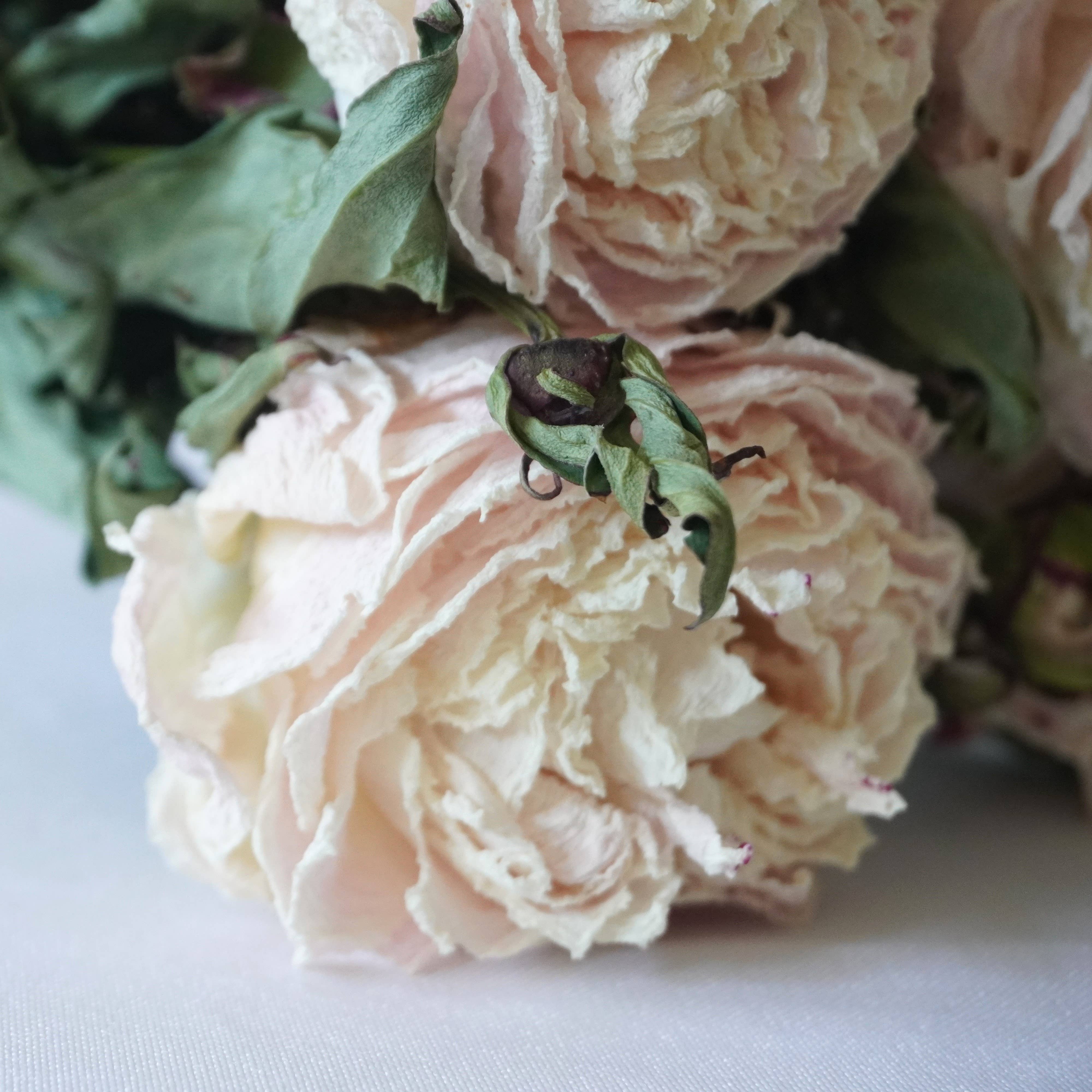 Fence Post Florals - Venta al por mayor Flores secas/prensadas - Templo Peony-Shirley1