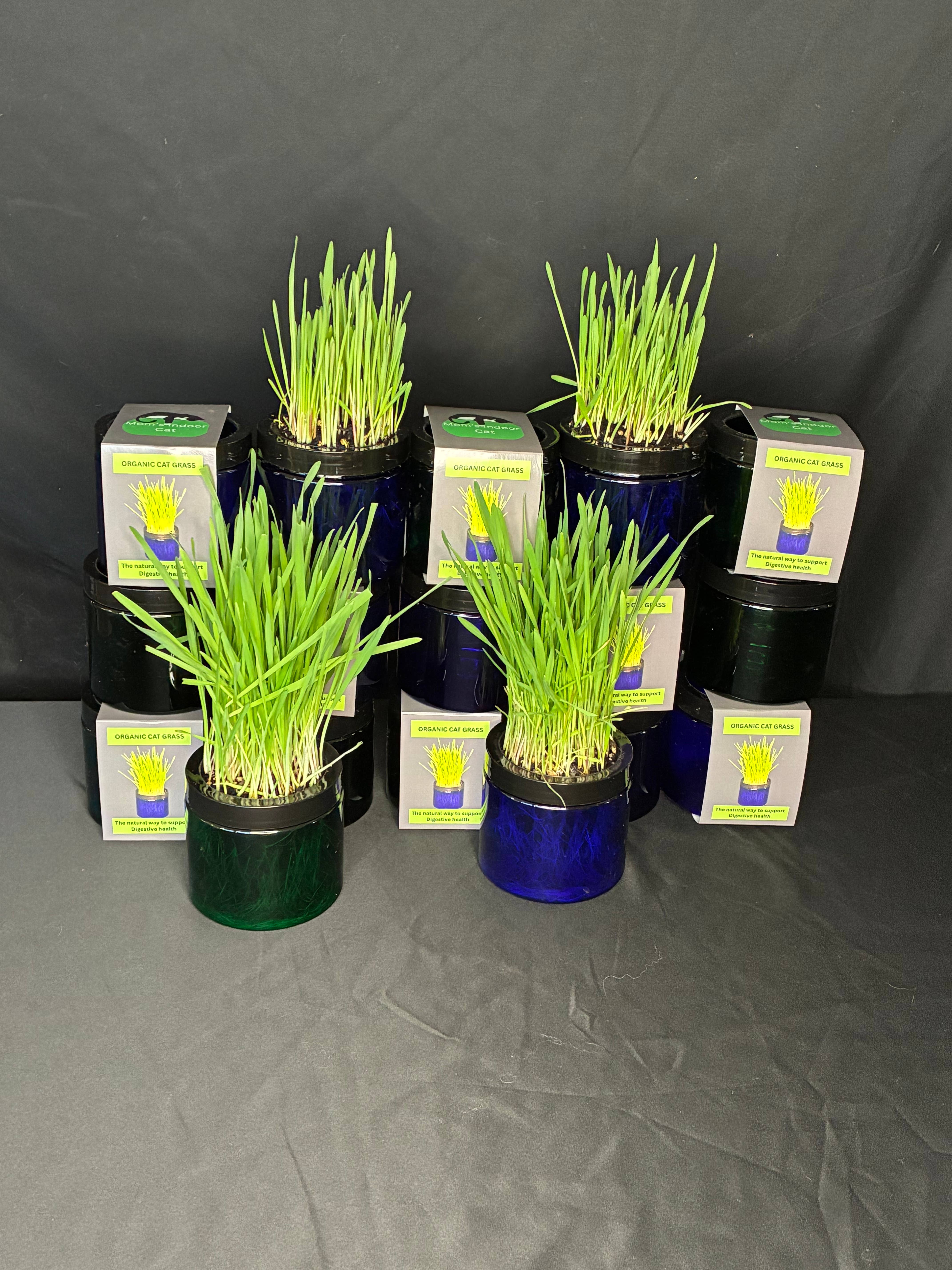 Mom’s Indoor Cat - Wholesale Pet Treats - Cat - Modern Organic Cat Grass Garden in Stylish Jar3