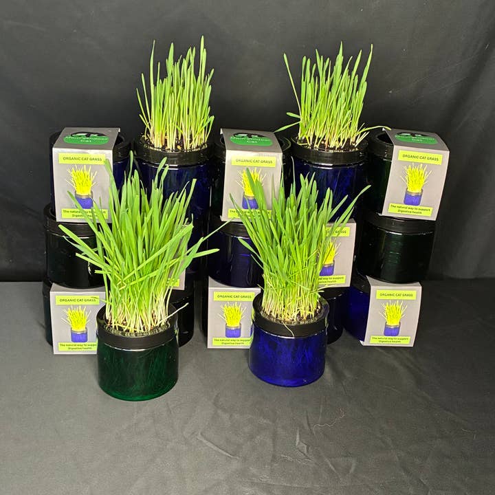 Mom’s Indoor Cat - Wholesale Pet Treats - Cat - Modern Organic Cat Grass Garden in Stylish Jar3