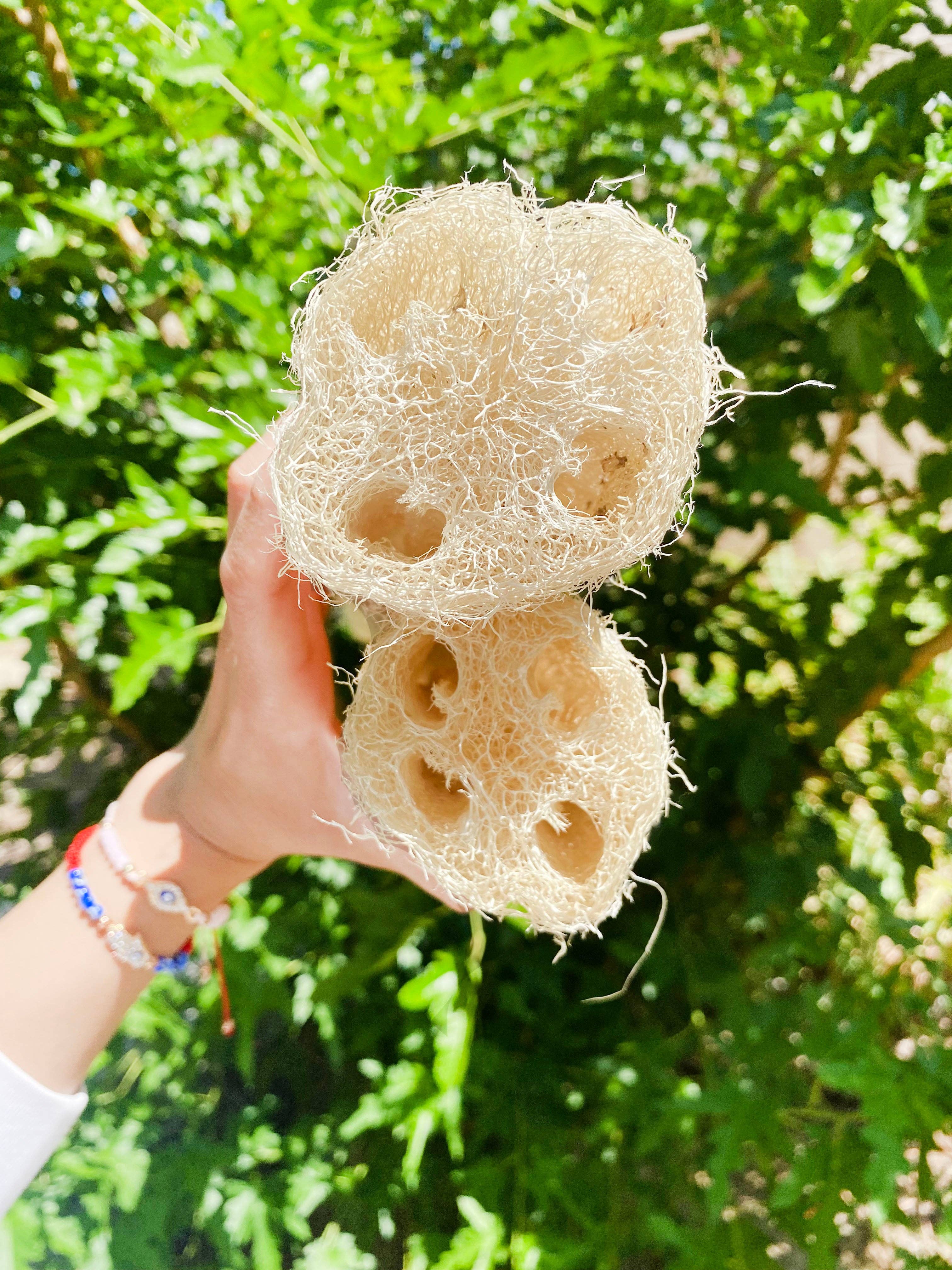 Luna Azul Co - Wholesale Loofah - Natural X-Large Whole Loofah Sponge2