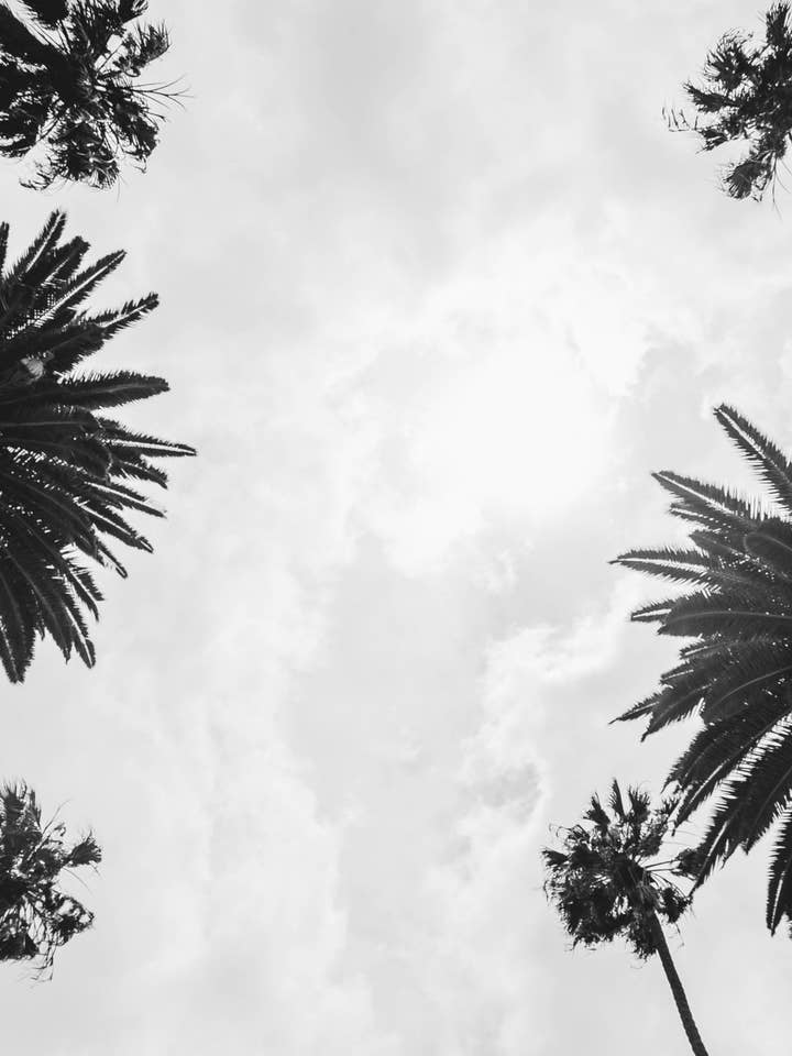 Palm Trees Print for wholesale by Blossom & Bloom