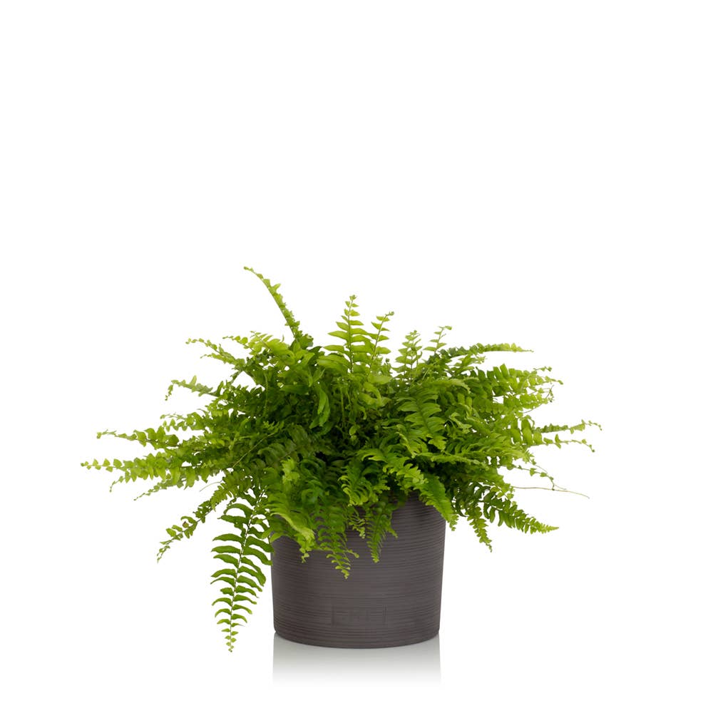 The Little Botanical – wholesale Live plant – British Grown Boston Fern13