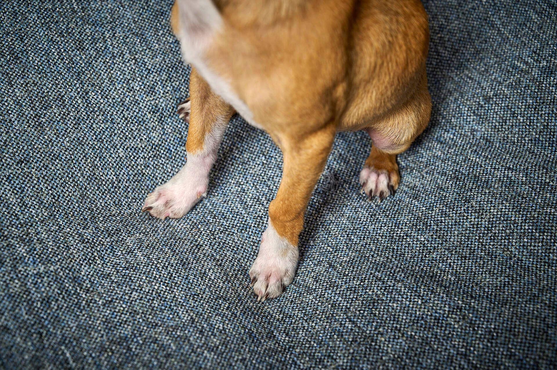 LABONI - Volentis GmbH - Wholesale Pet Bed - Dog - SCALA classic pet bed8