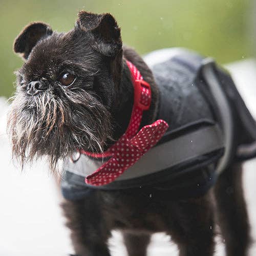 Mr. Soft Top - Wholesale Pet raincoat – Dog - Black Waterproof Raincoat3