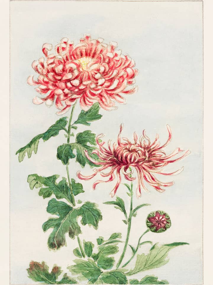 Chrysantheme für den Großhandel von Animato