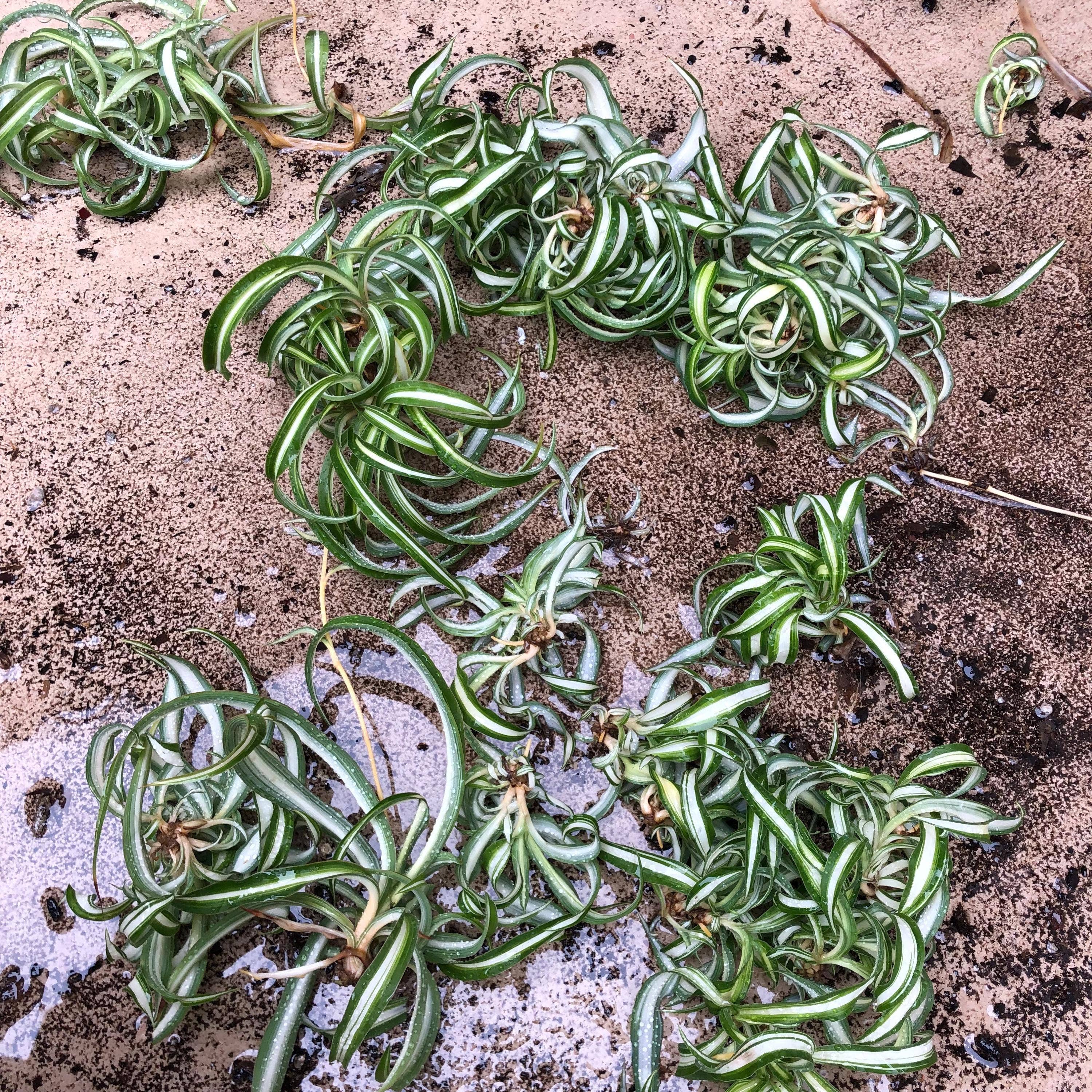 Wildheart Crystals – wholesale Levande växt – Lockig Bonnie spindelväxt - Luftrenande krukväxt för barnrum3