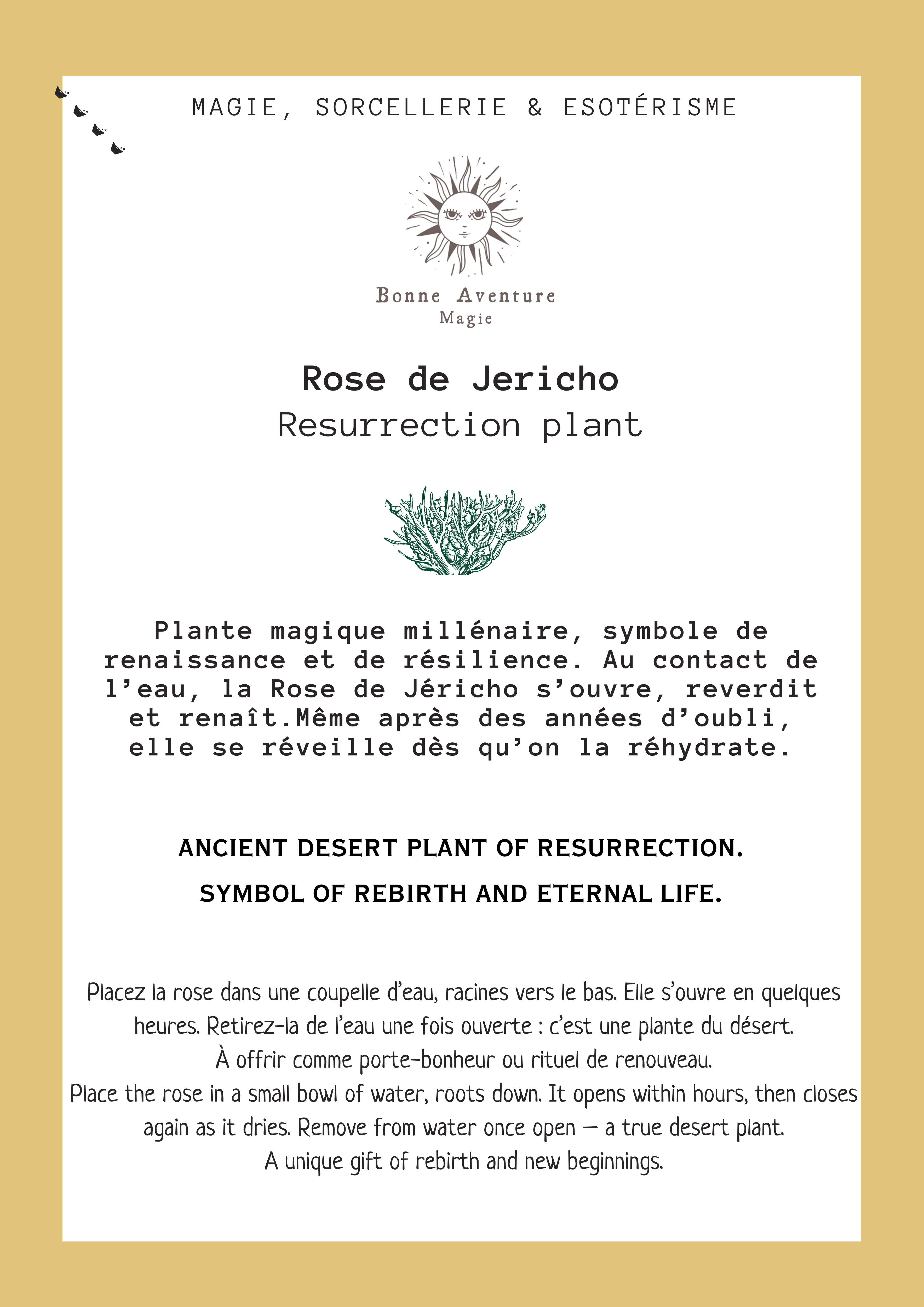 Jolis Baumes - Vente Plante - Rose de Jéricho – Plante de Renaissance et de Résilience2