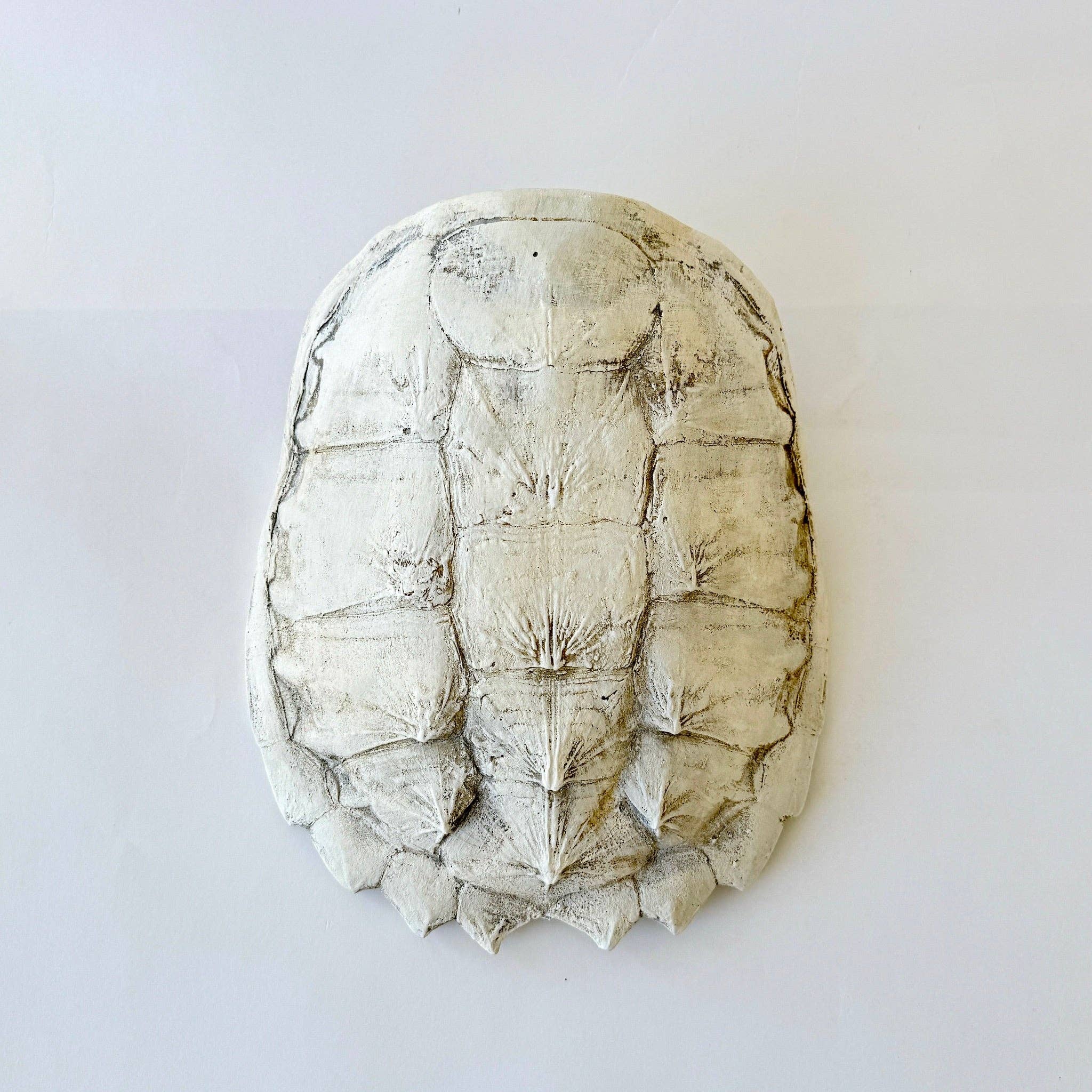 House Parts, Inc. - Wholesale Wall Accent - Snapping Turtle Shell1