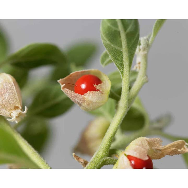 Natures Basket – Großhandel Nahrungsergänzungsmittel/Vitamin zum Einnehmen – Nature's Basket Ashwagandha (Withania Somnifera) 900mg 60 Kapseln4