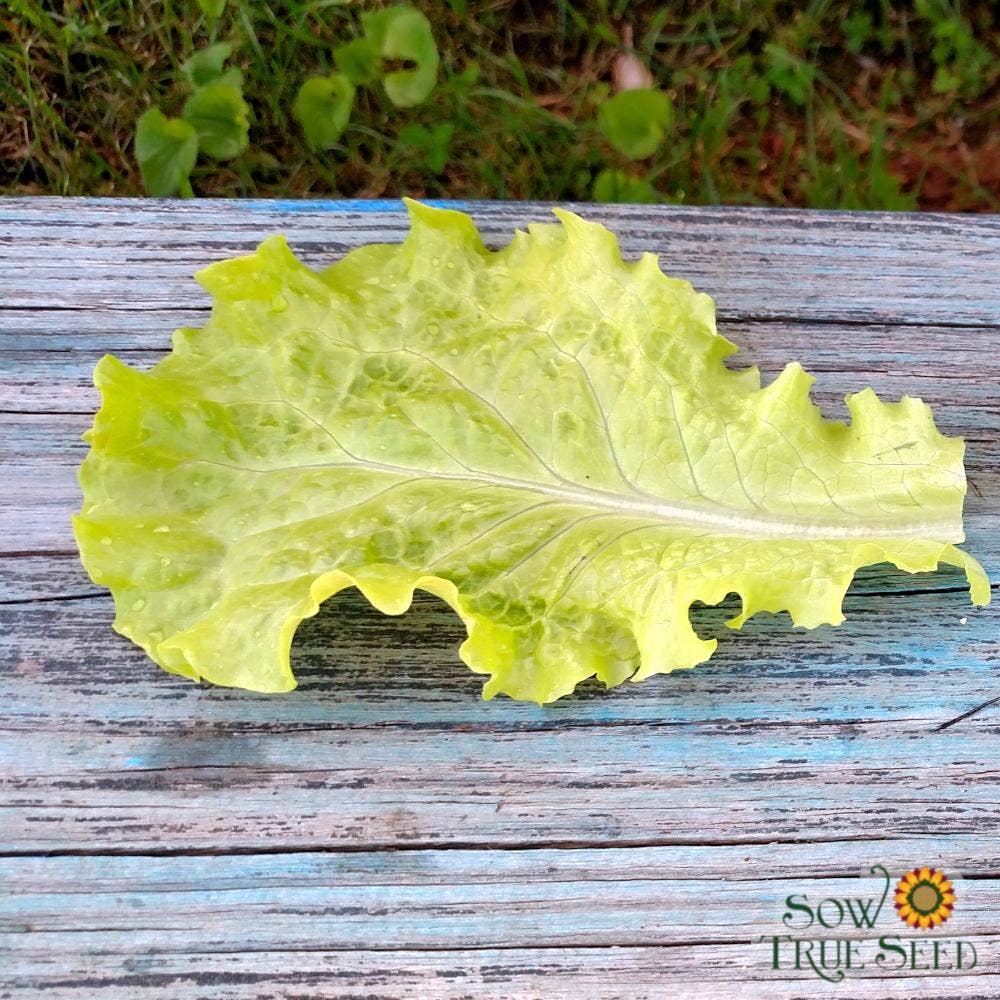 Sow True Seed - Wholesale Plant Seeds - Lettuce Seeds - Black Seeded Simpson, ORGANIC5