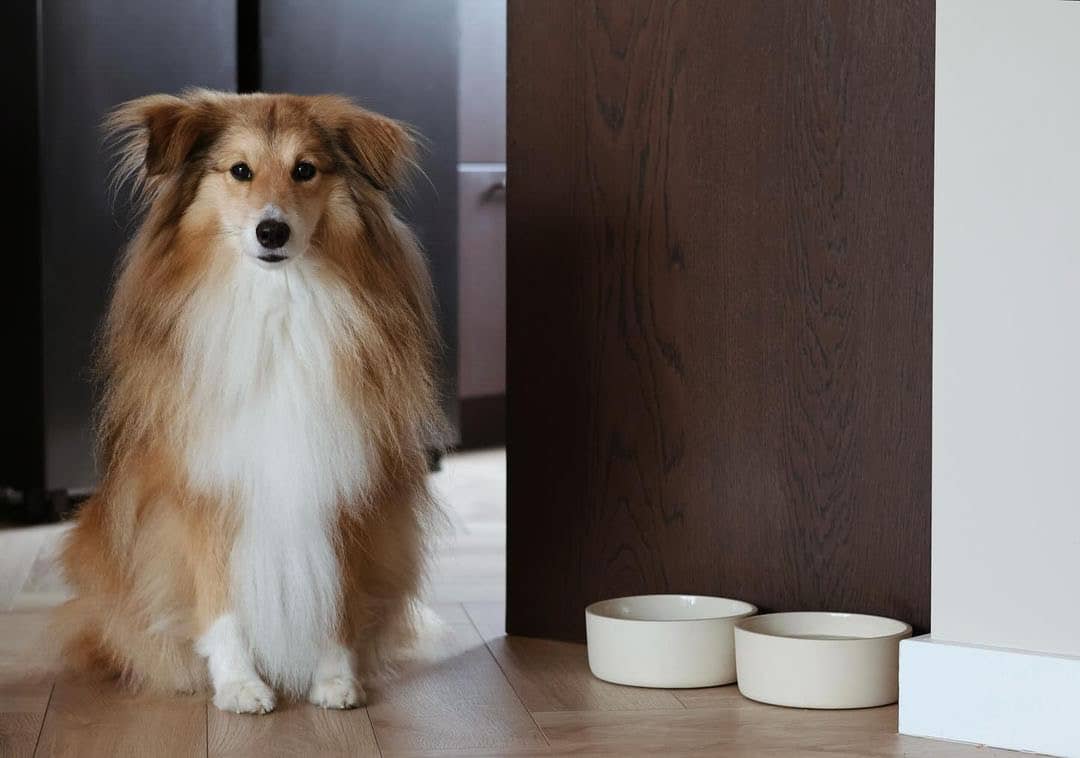 AVA bowls – tigela - Gato e cão por atacado – Tigela de cerâmica para alimentos Fennec1