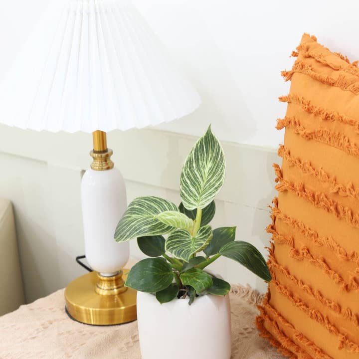 Best Plant Friend - Wholesale Live Plant - Philodendron Birkin - Live Houseplant - Indoor Plants 4/6in