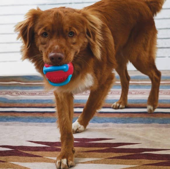 Pet Palette Distribution - Wholesale Pet Toy - Dog - KONG® Jaxx Brights Tug w/Ball Dog Toy Assorted Medium