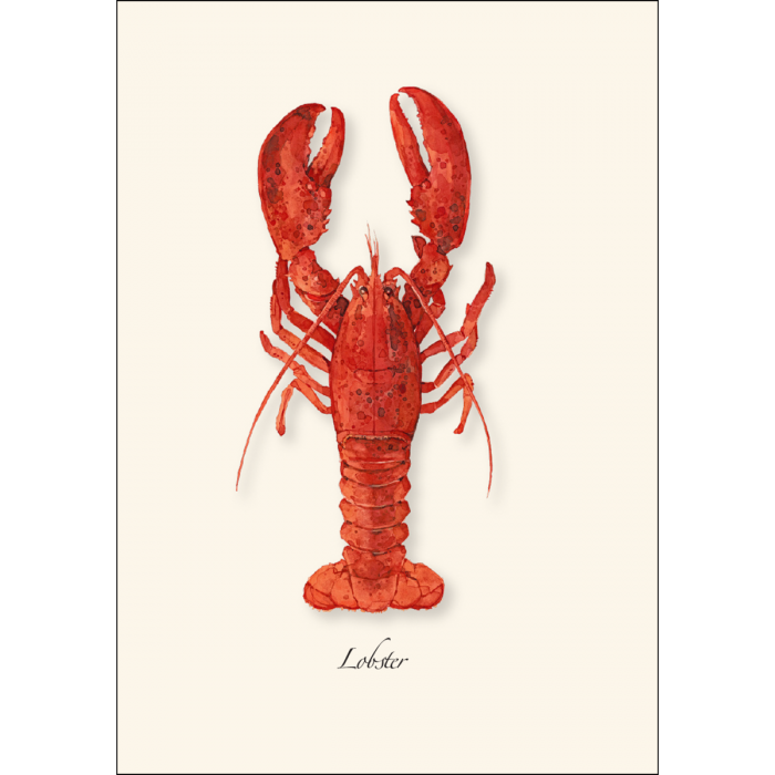 Earth Sky + Water - Wholesale Stationery/Notecard Set - Lobster Assortment2