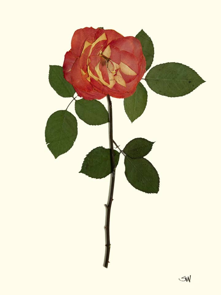 Rose III pour la vente par Homegrown Art Co