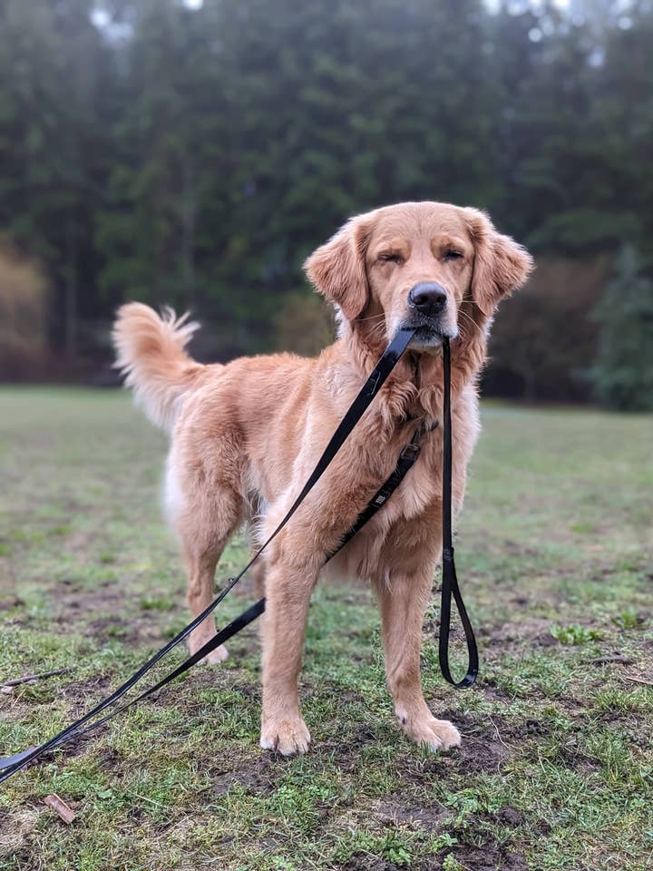 Ligne longue étanche de 15 pieds pour la vente par woof and stuff