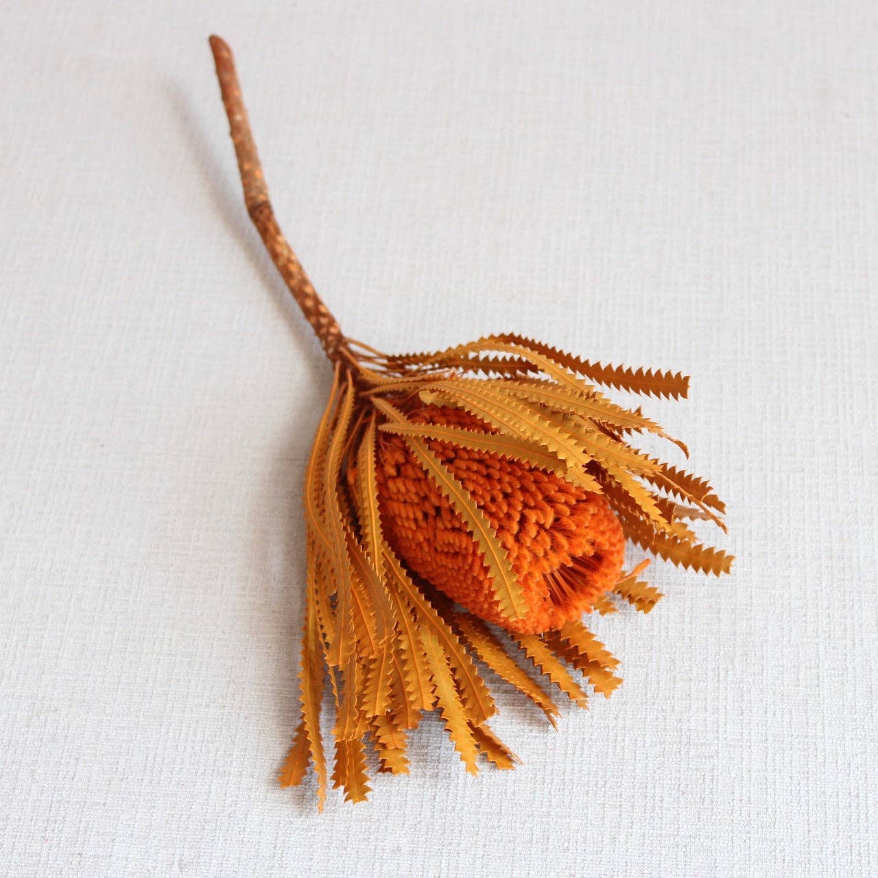 Roxanne's Dried Flowers - Wholesale Dried/Pressed Flowers - Banksia - Hookeriana3