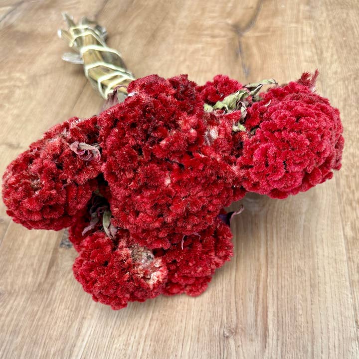 Lovejoy Farms Premium Dried Flowers - Wholesale Dried/Pressed Flowers - Coxcomb (Celosia) - Red
