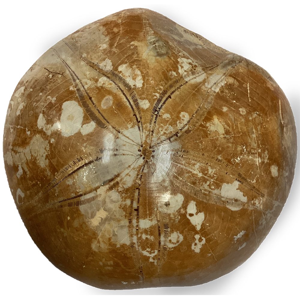 Texas Toy Distribution - Wholesale Decorative Tabletop Object - Natural Made Sand Dollar Fossil1