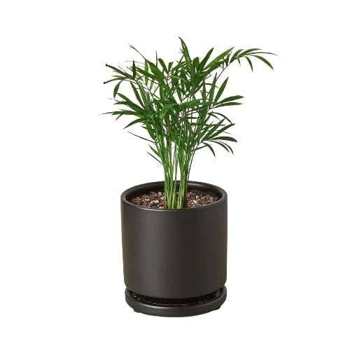 House Plant Wholesale WEST - Wholesale Live Plant - Parlor Palm2
