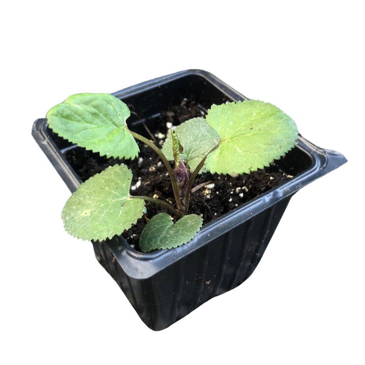 Smoke Camp Crafts - Wholesale Live Plant - Golden Ragwort (Packera aurea) Organic Plant in a 2.5-Inch pot by Smoke Camp Crafts - Native Pollinator Plant - Golden Groundsel - Senecio aureus