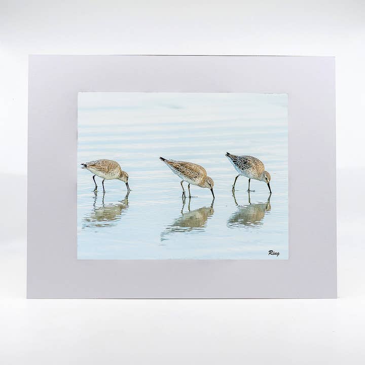 Œuvre d'art : Bécasseaux à croupion blanc pour la vente par Mike Ring Photography