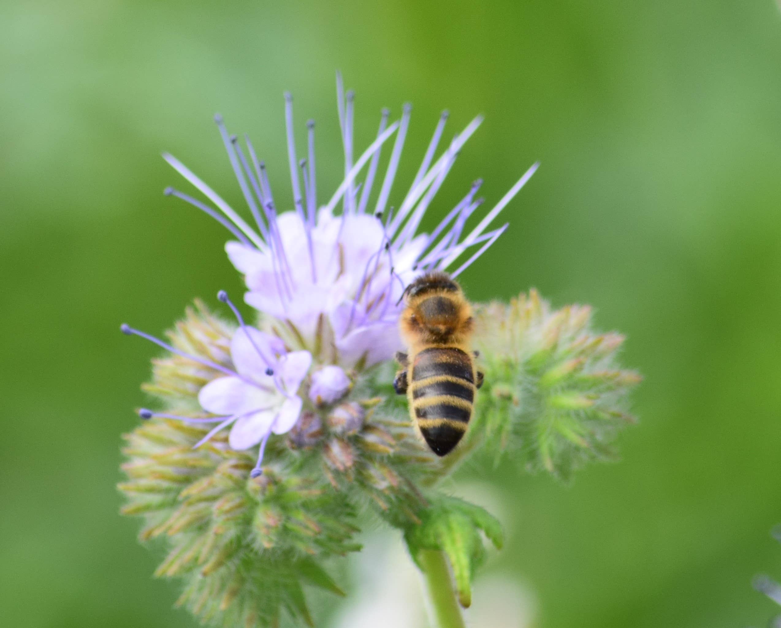 Broighter Gold Rapeseed Oil – Óleo de cozinha por atacado – Óleo de Colza Infundido com Fumo de Nogueira Broighter Gold - Caixa de 910
