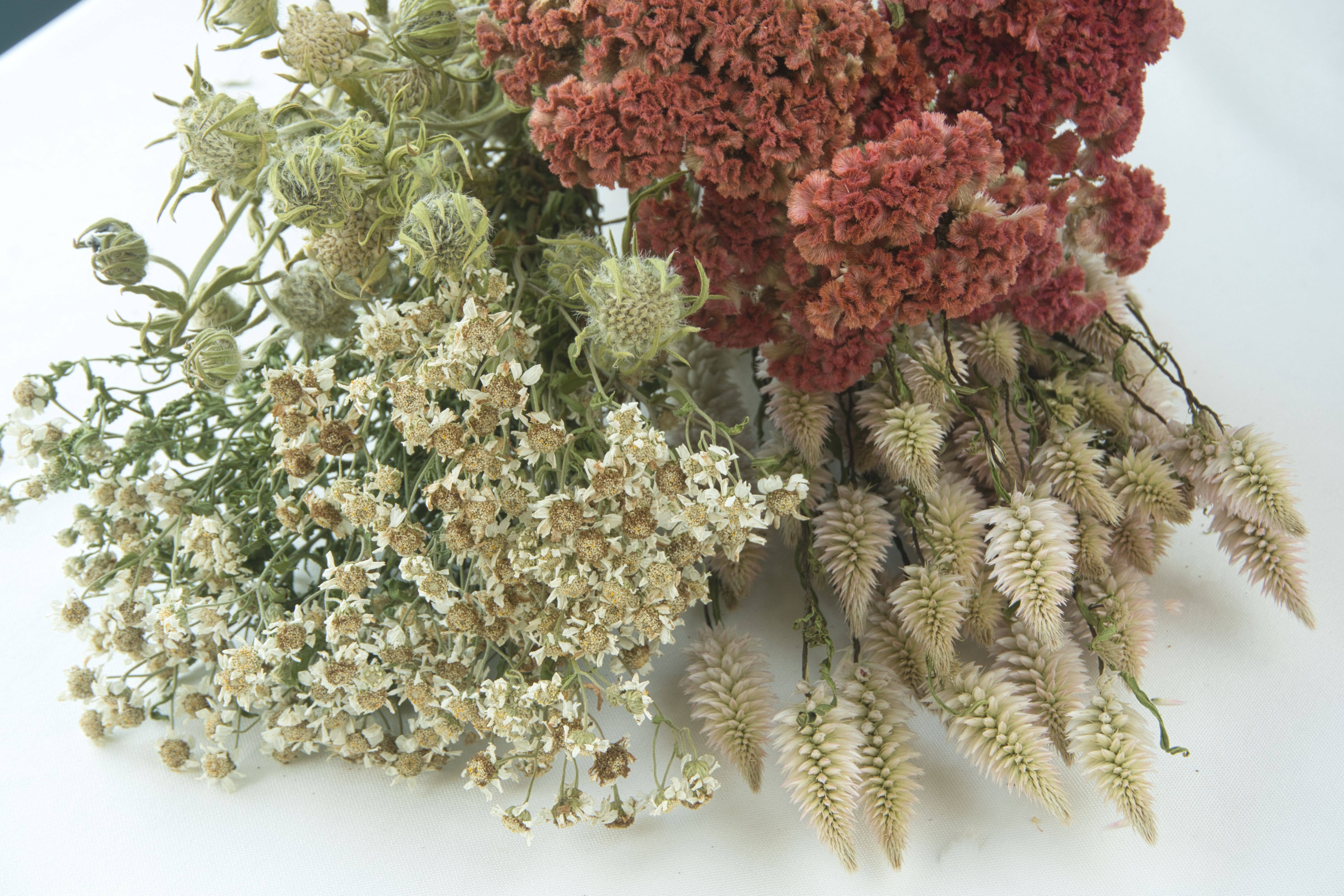 Fence Post Florals - Wholesale Dried/Pressed Flowers - Celosia-Crested -Jura Salmon6