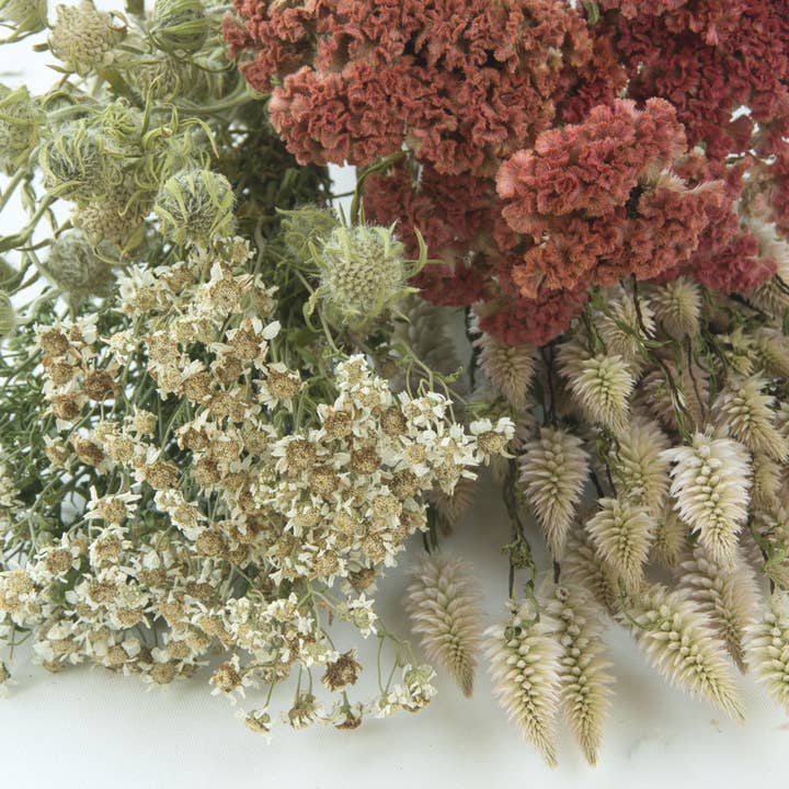 Fence Post Florals - Wholesale Dried/Pressed Flowers - Celosia-Crested -Jura Salmon6