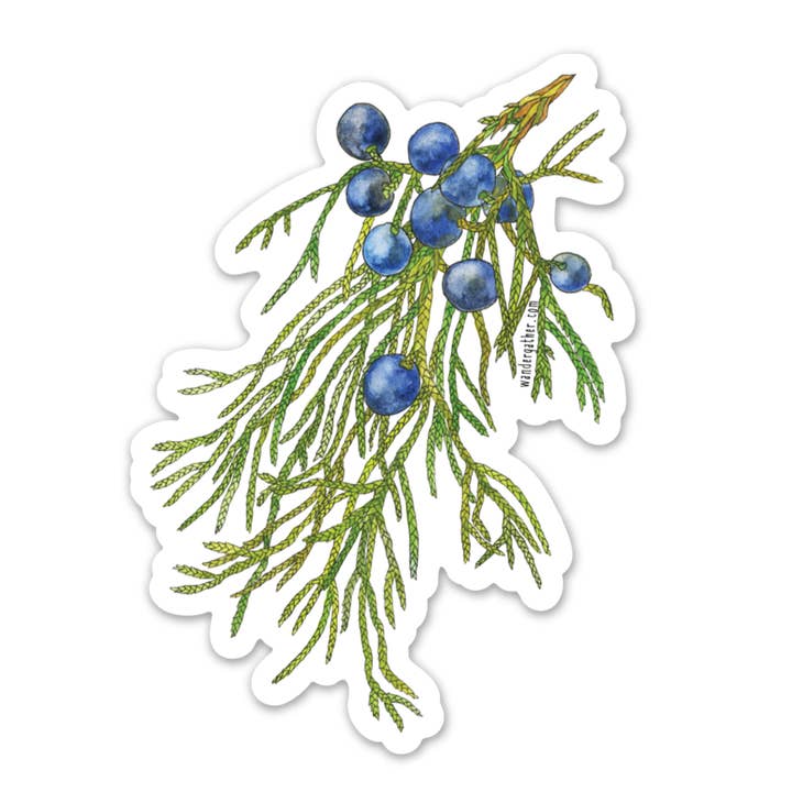 Juniper Branch Native Plant Waterproof Sticker for wholesale by Wander & Gather