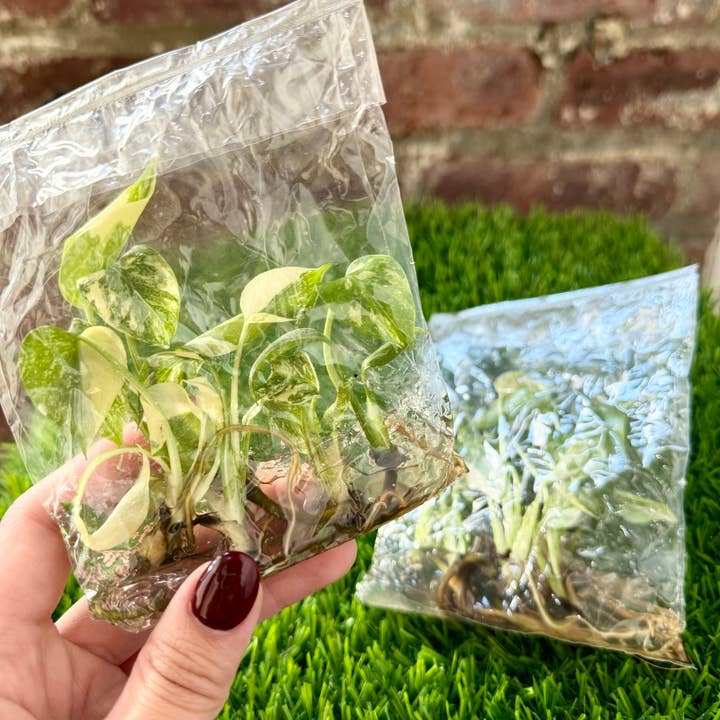 PlantTheStudio - Wholesale Live Plant - Monstera Thai Constellation Tissue Culture 6 Plantlets