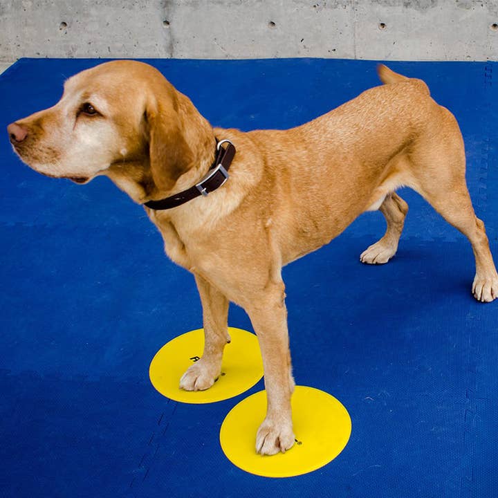 FitPAWS - Wholesale Pet Toy - Dog - FitPAWS® Targets0