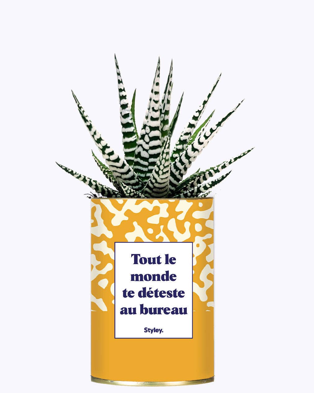 Styley - Wholesale Live Plant - Tout Le Monde Te Déteste Au Bureau - Cactus0