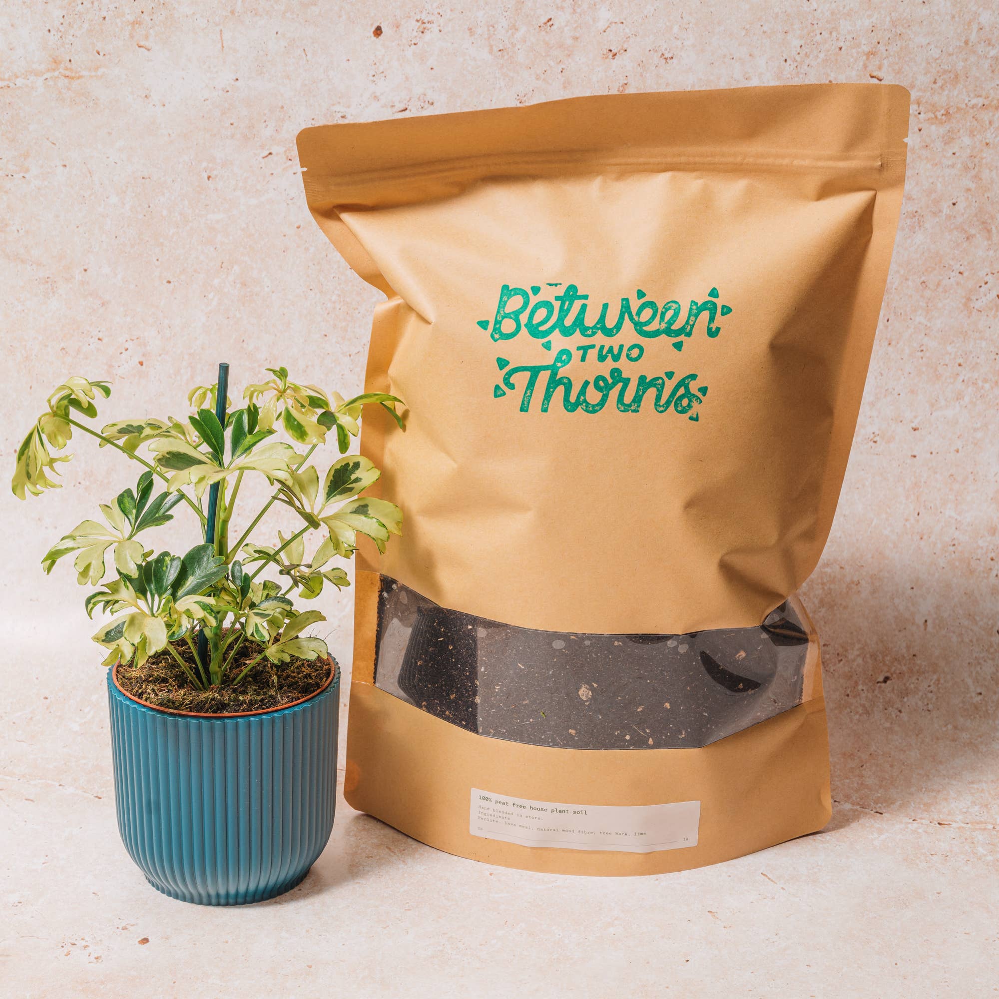 Between Two Thorns – wholesale Planting/potting soil – Peat- Free Houseplant Soil With Substrates 1