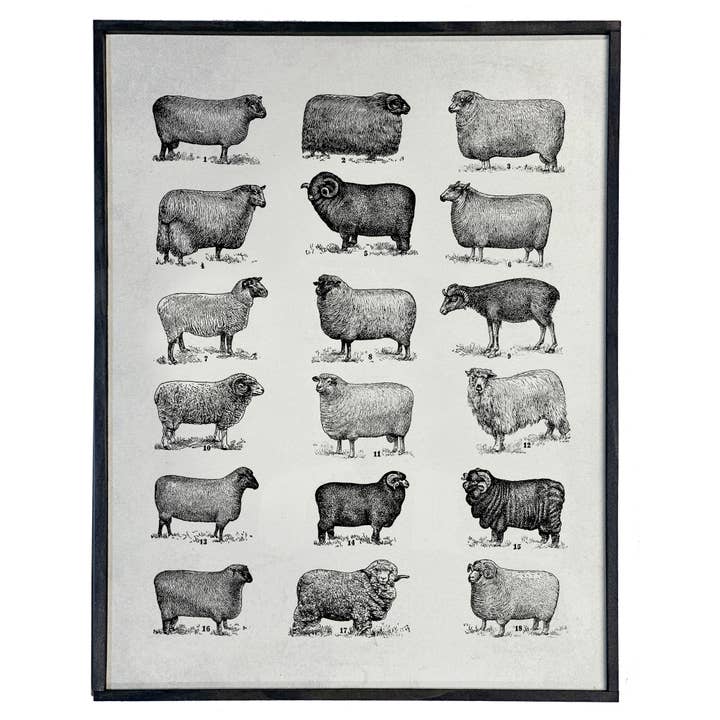 Vintage Sheep Chart, Wall Decor for wholesale by Graphically Speaking Design