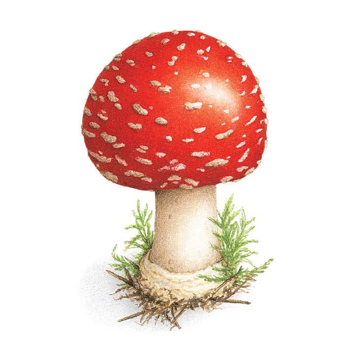 Toadstool Tattoo Pair for wholesale by Tattly