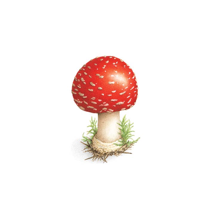 Tattly - Wholesale Temporary Tattoo - Toadstool Tattoo Pair