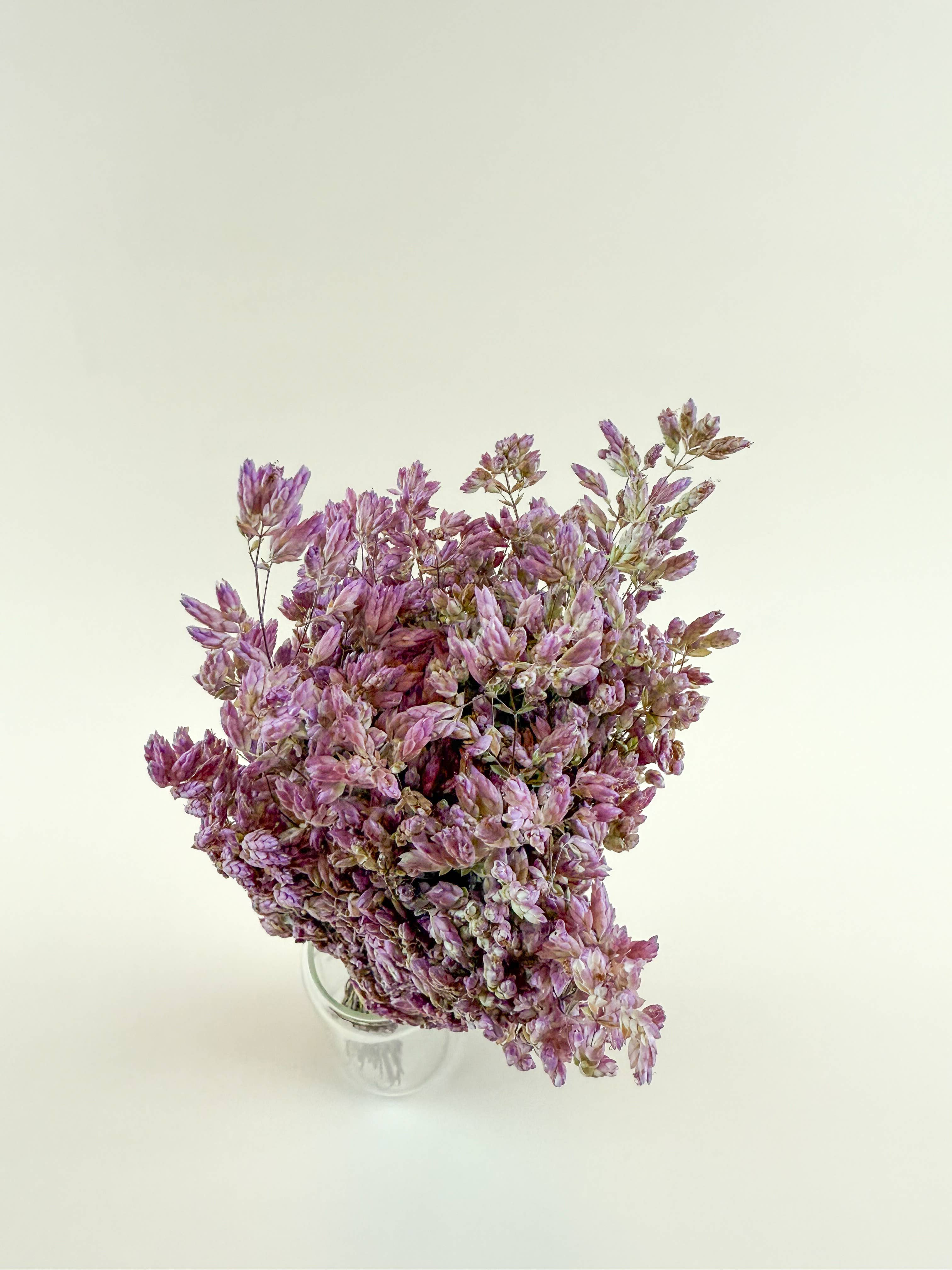 Lovejoy Farms Premium Dried Flowers - Vente Fleur séchée/pressée - Origan Santa Cruz – Herbe décorative naturellement séchée à l'air1