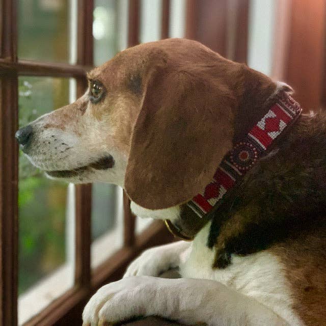 Her Best Foot Forward - Wholesale Pet Collar - Dog - Scooter Beaded Dog Collar - Vibrant Handmade Maasai Ethical Pet Accessory from East Africa