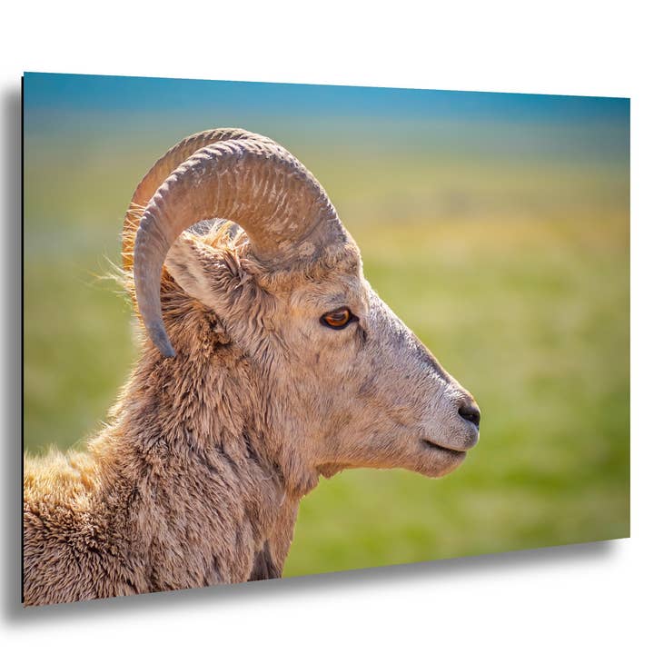 Bighorn Sheep Side Face Badlands National Park South Dakota Wildlife Photo Print, Nature Wall Art Decor, Animal Photography Home Decor for wholesale by Images By Cheri