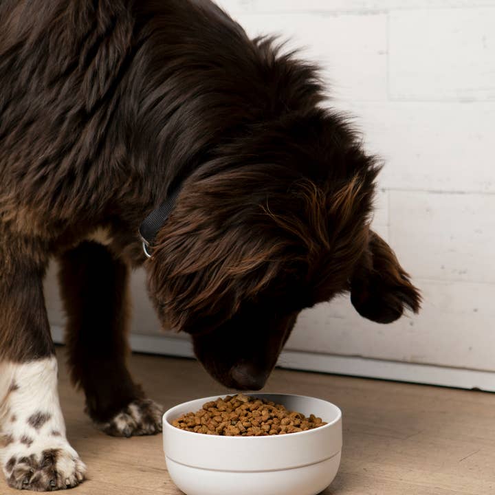 Waggo - Wholesale Pet Bowl - Cat/Dog - Cling Dog Bowl4