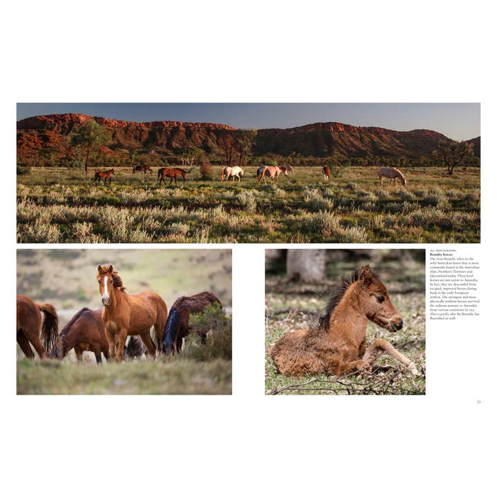 Union Square & Co. - Wholesale Book - Adult - Wild Horses by Tom Jackson