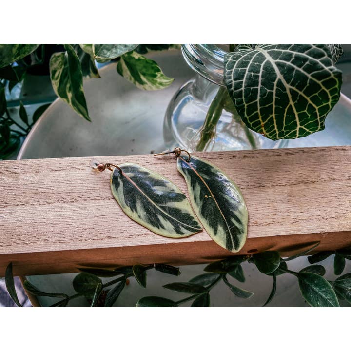 Variegated Rubber Plant Leaf Earring, Magnet, Pin, Decor for wholesale by hethr