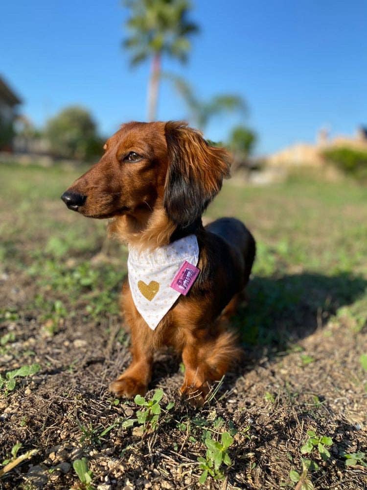 Puppies & Pom Poms - Wholesale Pet Bandana - Dog - PERSONALISED NAME - VINYL ADD ON - FOR DOG BANDANAS, HARNESSES & WASTE BAG HOLDERS2