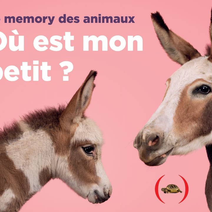 Var är min lilla? Memoryspel för barn från 2 år för wholesale av Éditions des Grandes Personnes