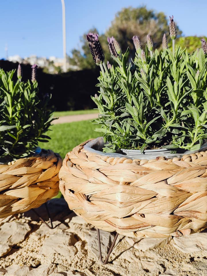 WATERPLANT JACINTO MET METALEN POTEN voor wholesale door Maya Mallorca