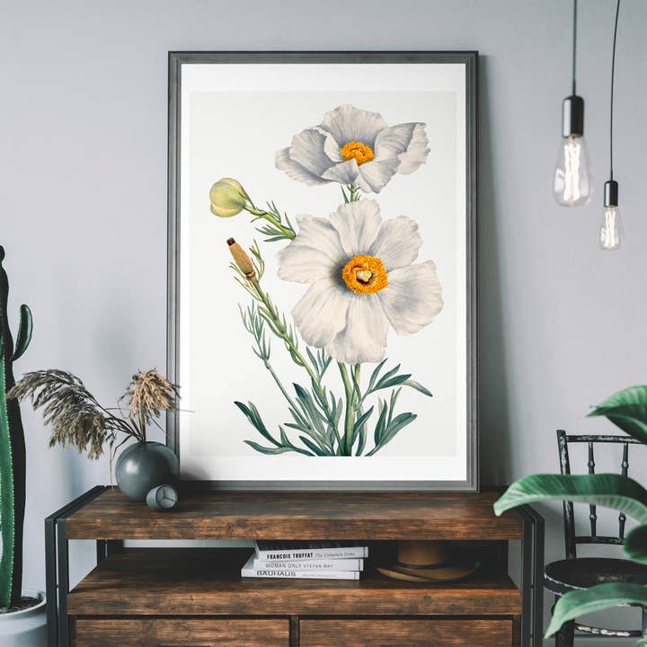 Ink & Drop - Wholesale Art Print - Matilija Poppy Flower Illustration Print