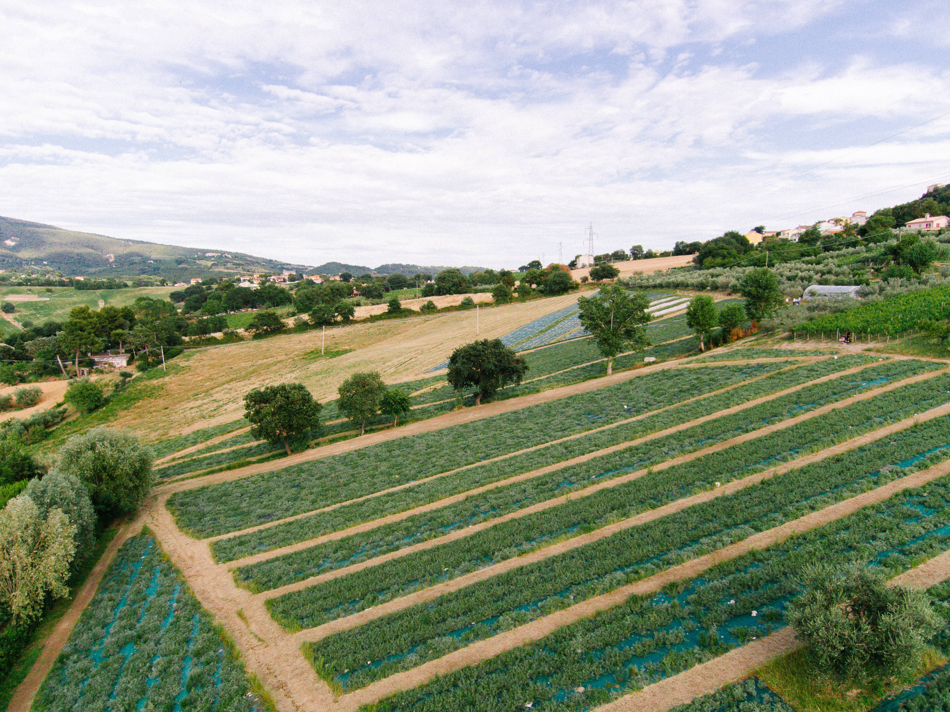 Rinci - Vendita all'ingrosso Mix di spezie secche - Pomodori secchi e Paccasassi del Conero sott'olio7